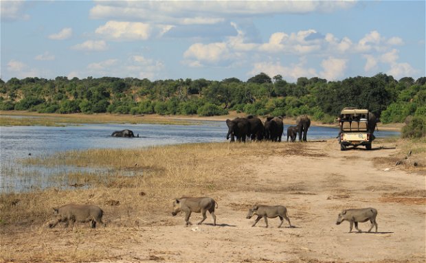 Safari game drive vehicle viewing elephants whilst a family of warthogs walks in the foreground