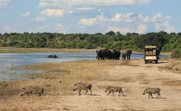 Safari game drive vehicle viewing elephants whilst a family of warthogs walks in the foreground Safari game drive vehicle viewing elephants whilst a family of warthogs walks in the foreground