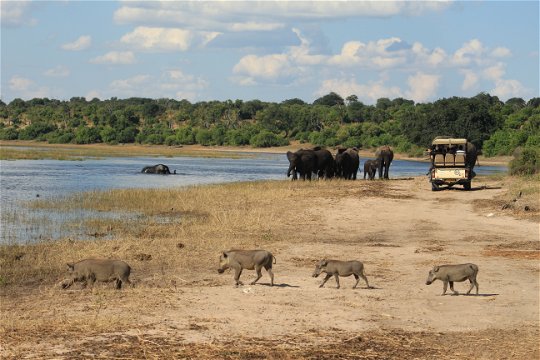 Safari game drive vehicle viewing elephants whilst a family of warthogs walks in the foreground