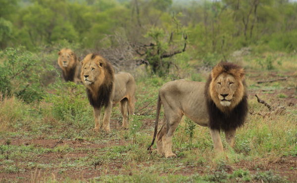 Coalition of three male lions on territorial patrol in the Kruger National Park, South Africa.
