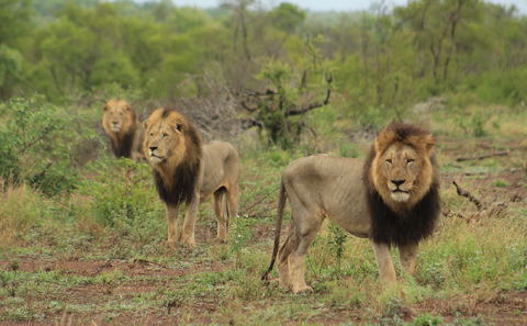 Coalition of three male lions on territorial patrol in the Kruger National Park, South Africa.