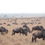  Safari Adventure Continues: Northern Serengeti with Hylton Langley Safaris