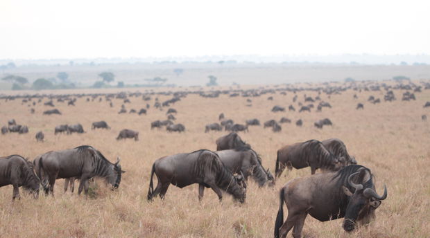 Thousands of wildebeest during the anual great migration on the Serengeti grass planes