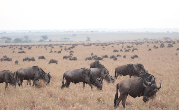 Thousands of wildebeest during the anual great migration on the Serengeti grass planes