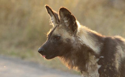 African Wild Dog with large black ears licking it's mouth in golden light