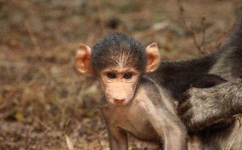 Young Chacma baboon with large ears and pink face