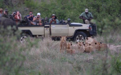 Family of lions looking at a safari vehicle full of tourists