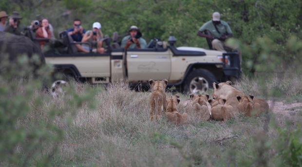 Family of lions looking at a safari vehicle full of tourists