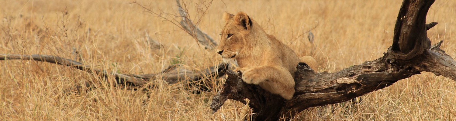6 Days/ 5 Nights Splendour of Kruger Safari