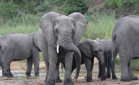 Elephants in the Sand River Elephants in the Sand River