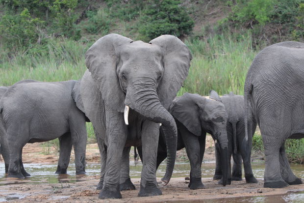 Elephants in the Sand River