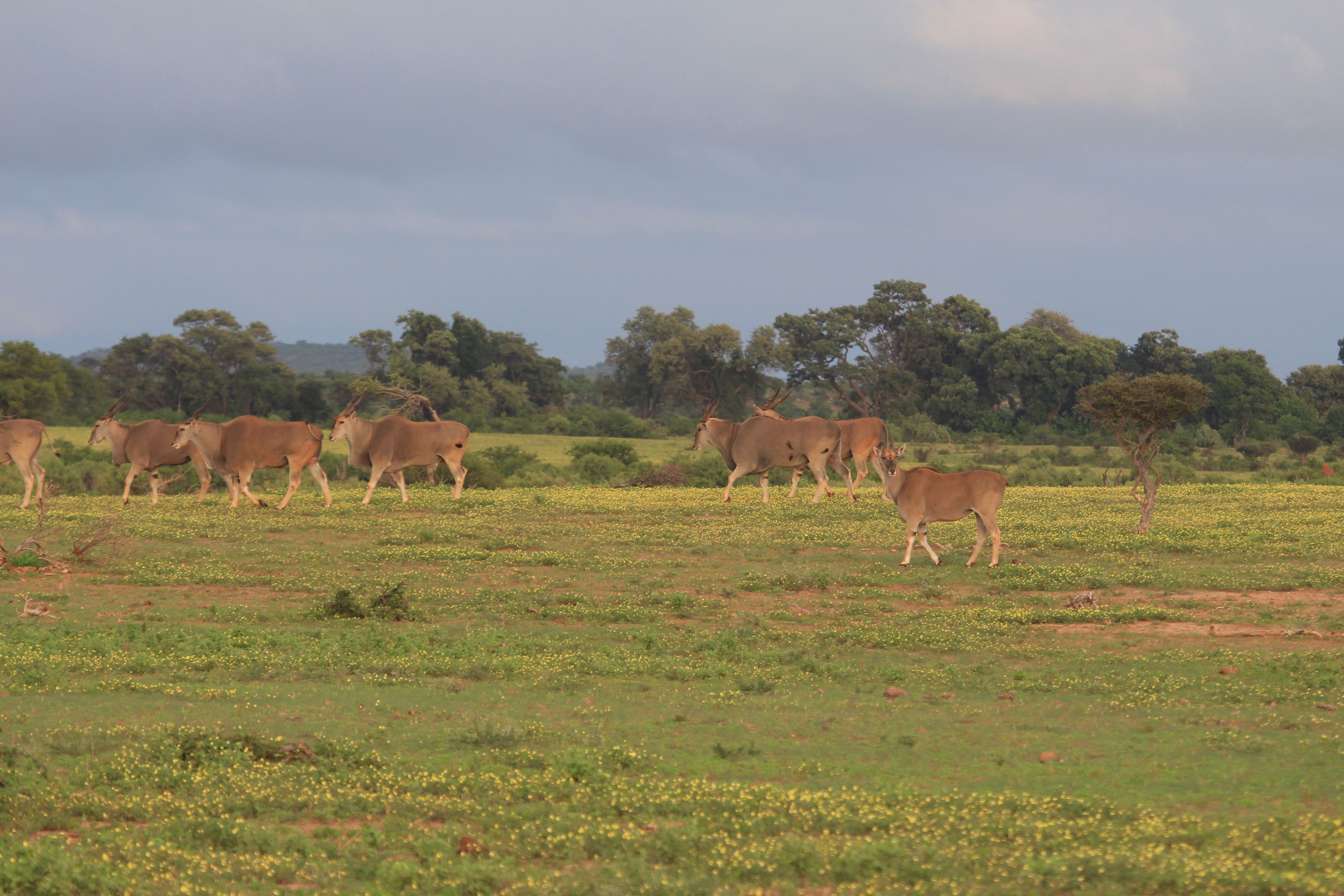Herd of large eland walking through a field of yellow flowers