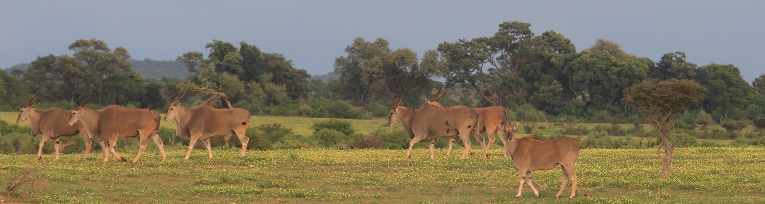 Herd of large eland walking through a field of yellow flowers