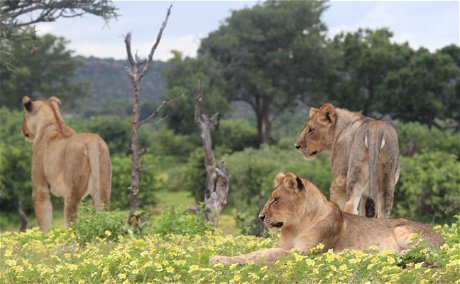 Lions in a field of yellow flowers