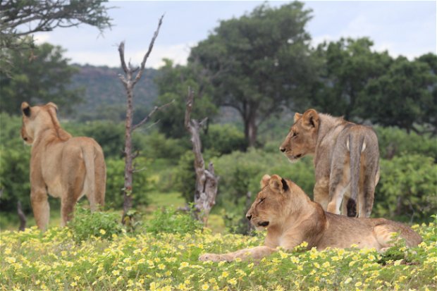 Lions in a field of yellow flowers