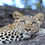 From Whales to Waterways -  A Safari Across South Africa, Botswana and Zimbabwe