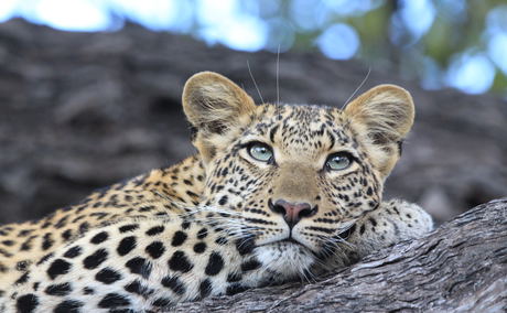 A young leopard at Duma Tau A young leopard at Duma Tau