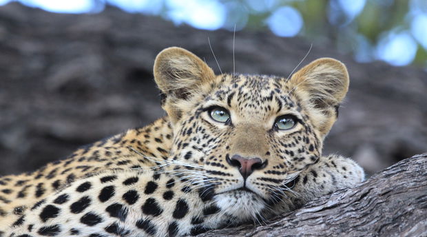 A young leopard at Duma Tau
