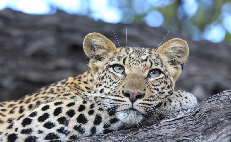 A young leopard at Duma Tau