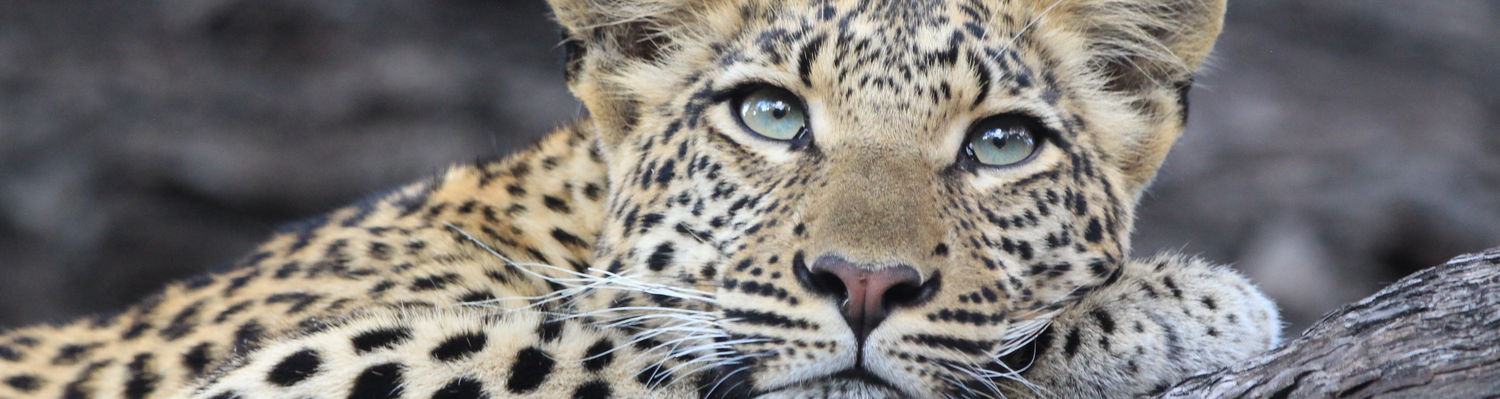A young leopard at Duma Tau