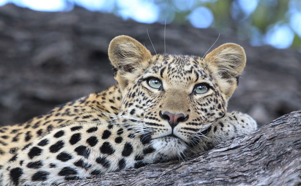 A young leopard at Duma Tau
