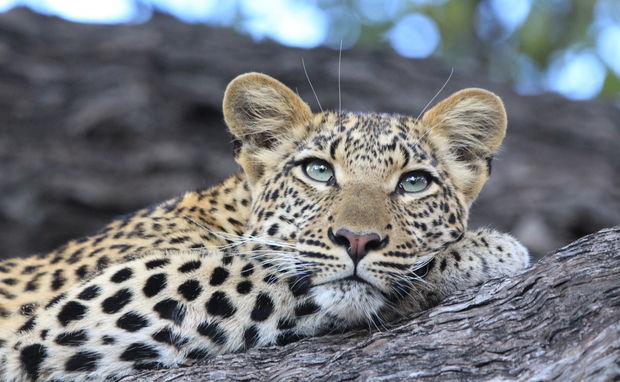 A young leopard at Duma Tau A young leopard at Duma Tau