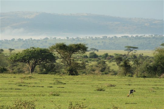 Serengeti landscape.