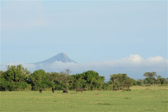 Serengeti scene with Cape buffalo on the open plains.