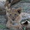 Behind the Safari: RockFig Safari Lodge Review