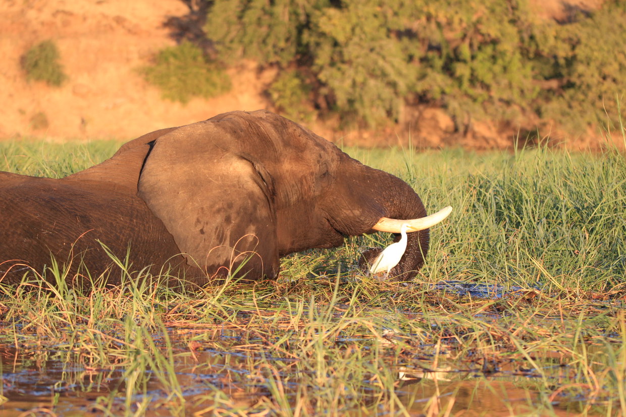 Elephant bull feeding in the Chobe River