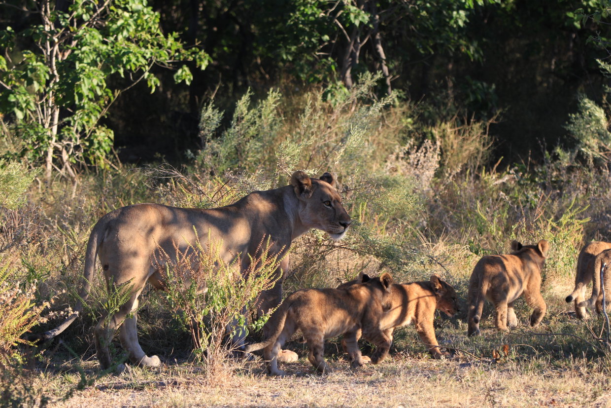 Lion pride and cubs
