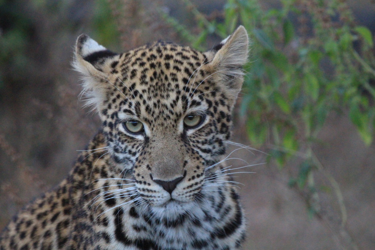A young leopard cub in Khwai