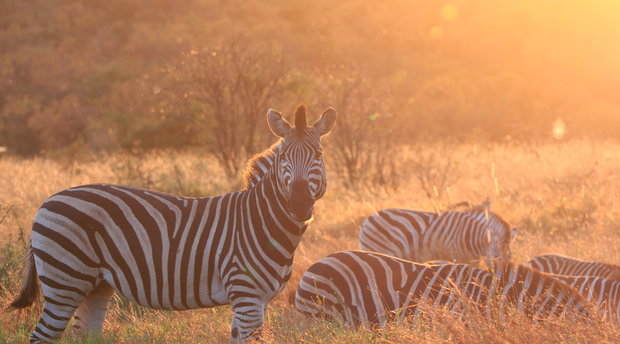 A herd of plains zebra grazing in golden morning light during a safari in South Africa's Kruger National Park.