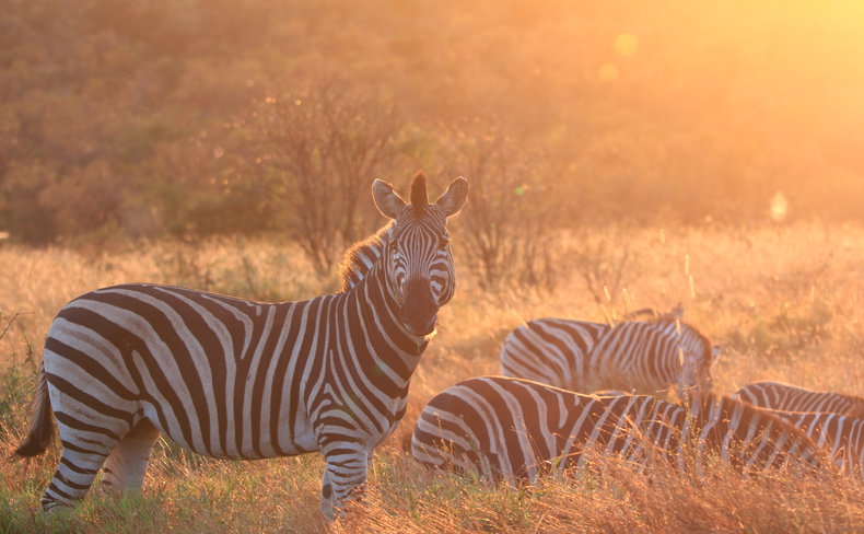 A herd of plains zebra grazing in golden morning light during a safari in South Africa's Kruger National Park.