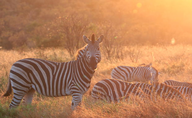 A herd of plains zebra grazing in golden morning light during a safari in South Africa's Kruger National Park.