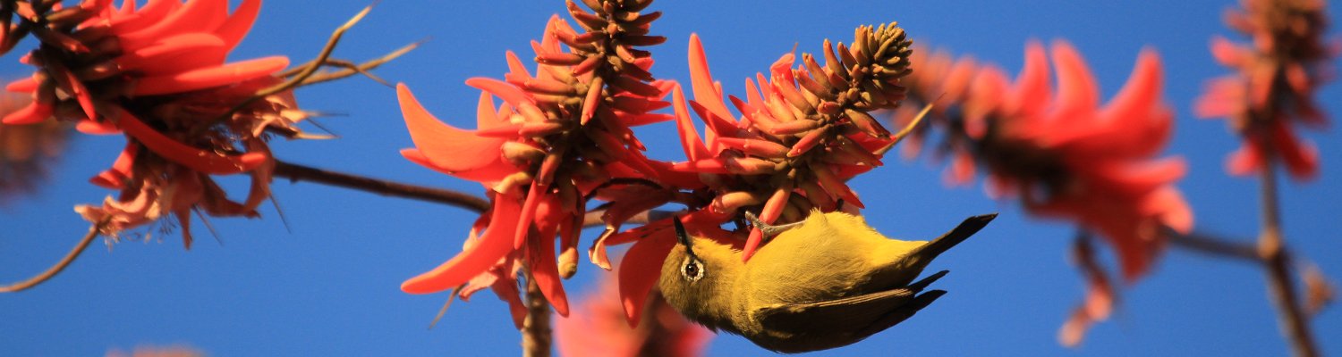 Bright yellow Cape White eye bird hanging on red coral tree flowers against bright blue skies