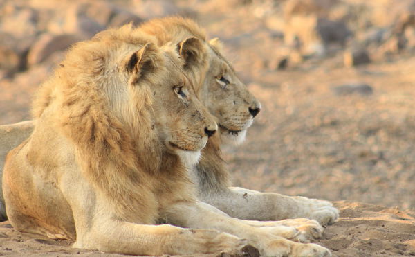 Two young male lions focusing in the distance