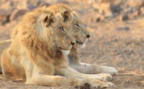 Two young male lions focusing in the distance