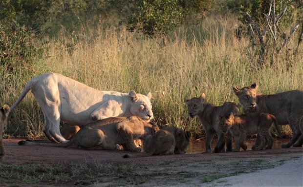 Lion pride with an adult white lioness drinking from a pool of water