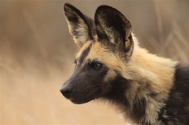 African wild dog puppy with large black ears