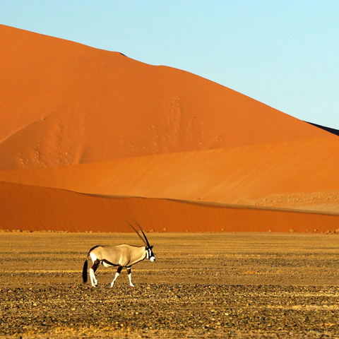 A lone oryx walking along the dune.