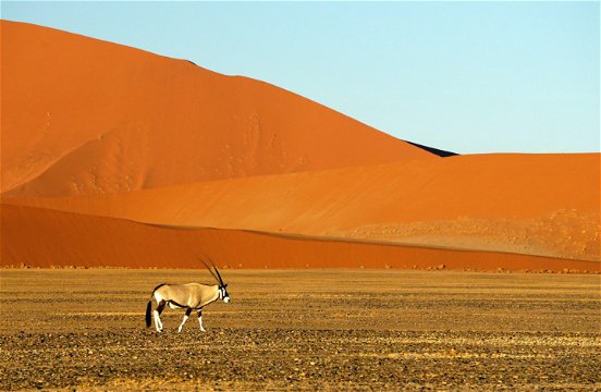A lone oryx walking along the dune.