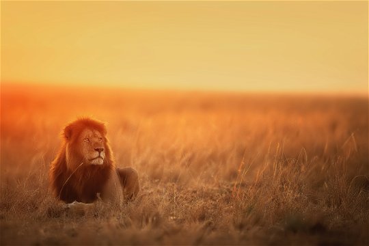 Male lion surveying the plains of the Serengeti.