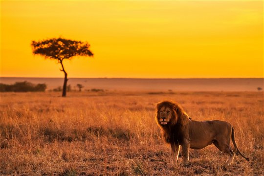 Male lion surveying the plains of the Serengeti.