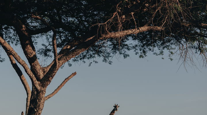 Hylton Langley Safaris Couple standing in front of a giraffe