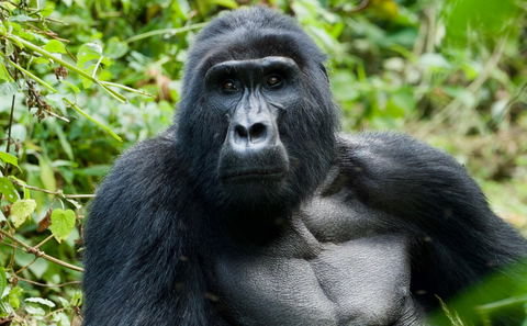 Mountain gorilla.