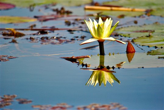 Water lilly reflection.