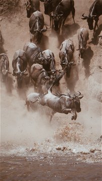 Wildebeest taking the plunge on a river crossing in the Serengeti.