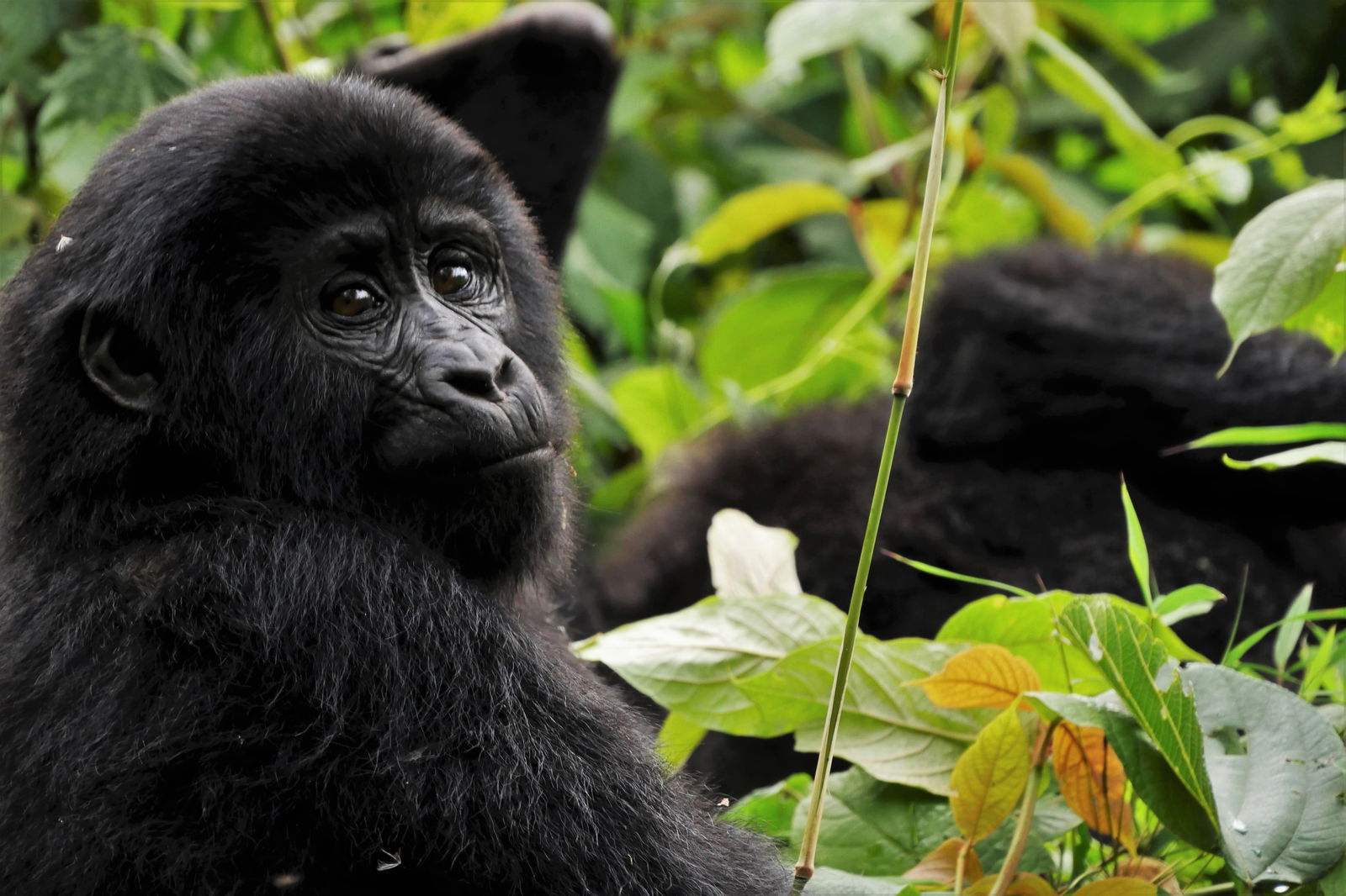 Rwanda