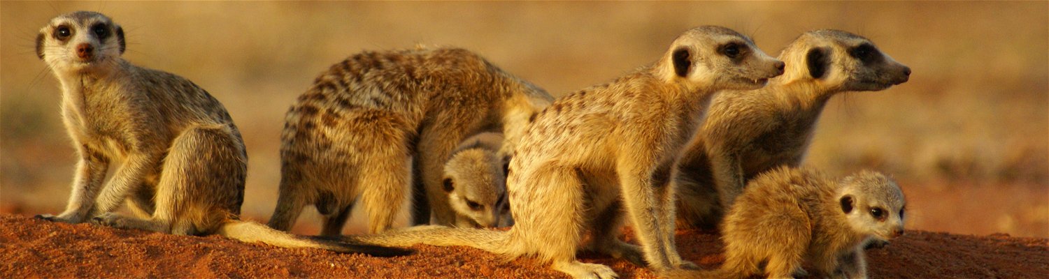 Meerkat family huddling together.